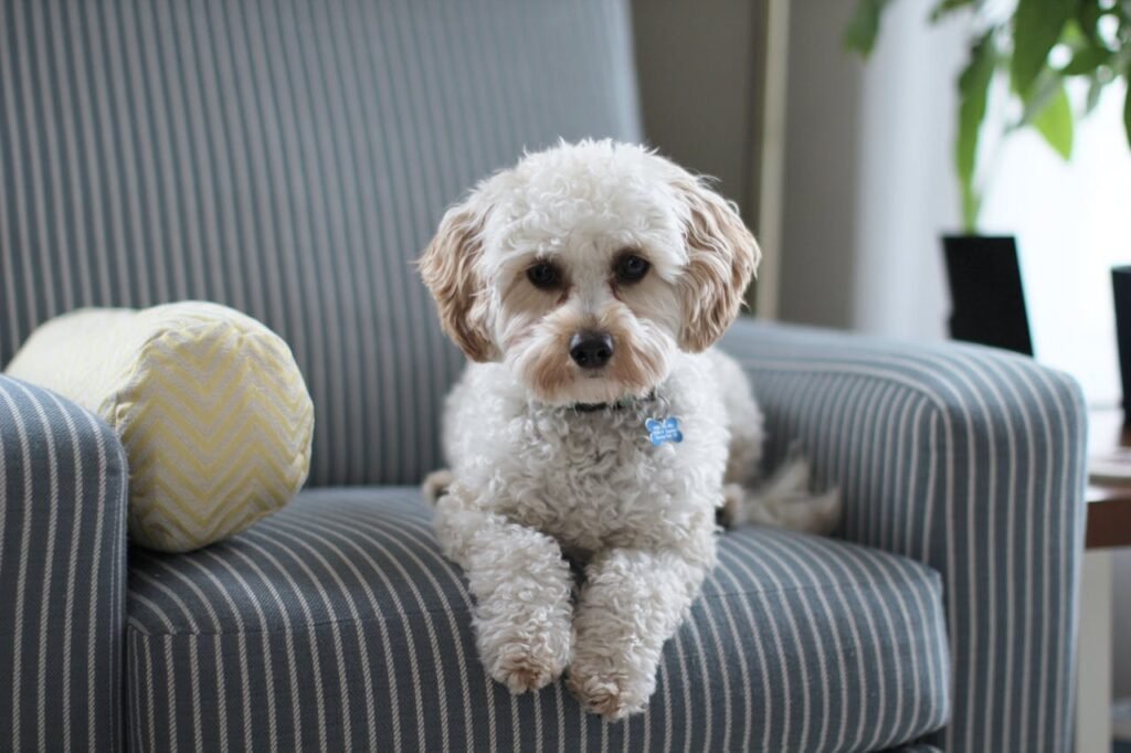 Pet Sitter